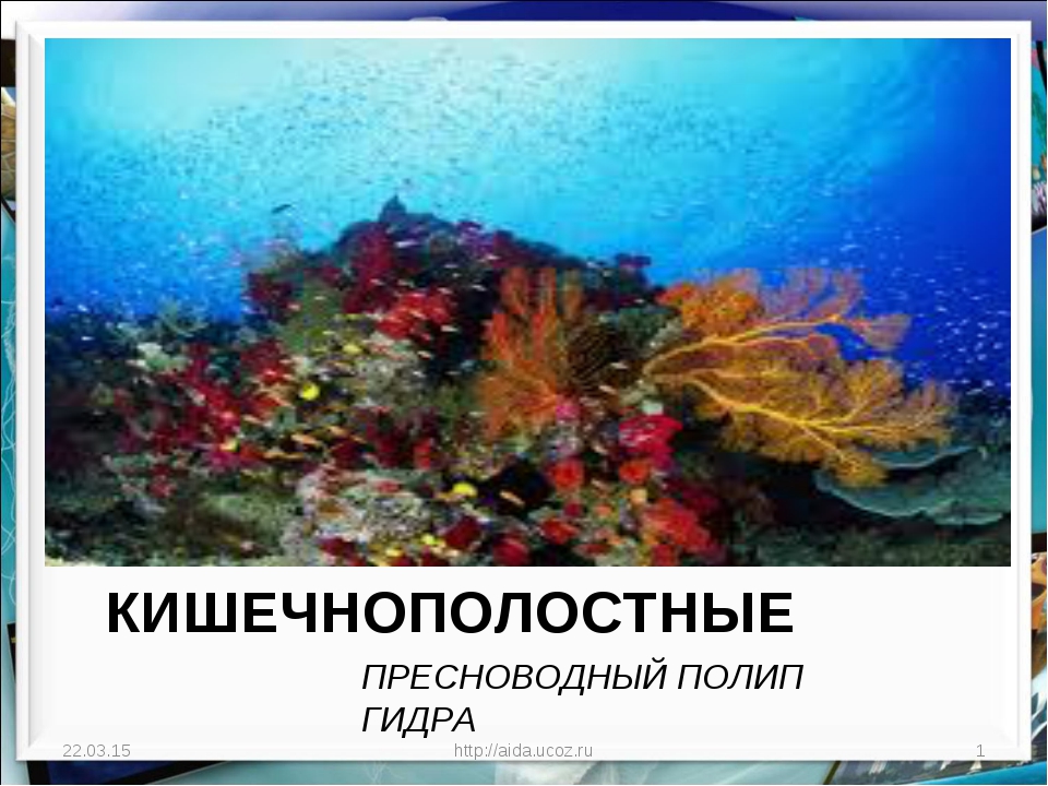 Кракен шоп даркнет